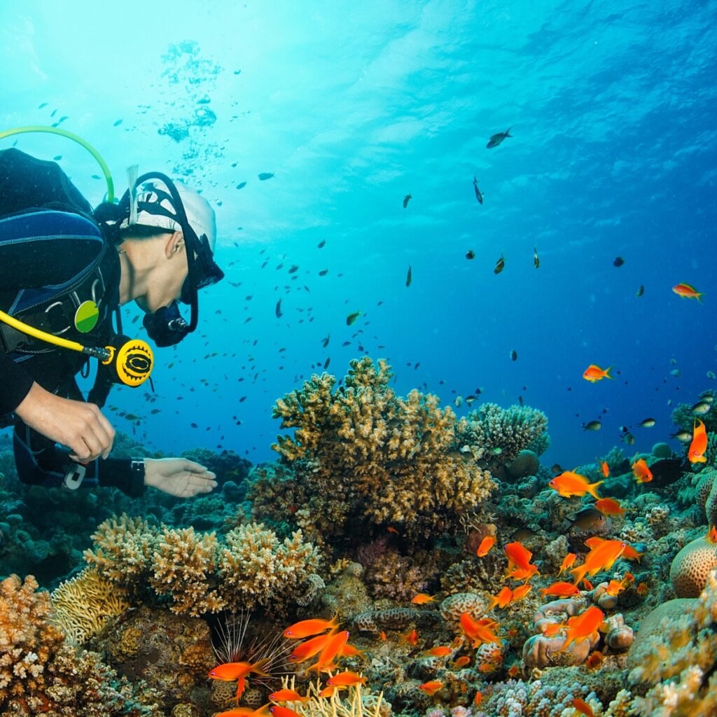 Snuba vs hookah diving